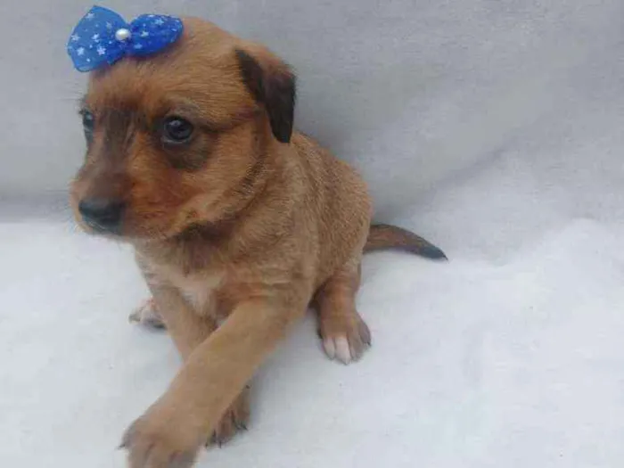 Cachorro raça Srd idade Abaixo de 2 meses nome Molly