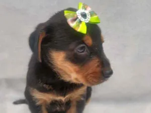 Cachorro raça Srd idade Abaixo de 2 meses nome Ayla