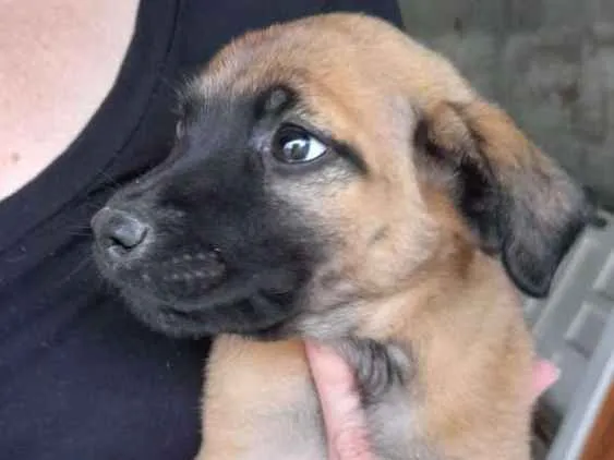 Cachorro ra a Vira-lata idade 2 a 6 meses nome Não escolhido