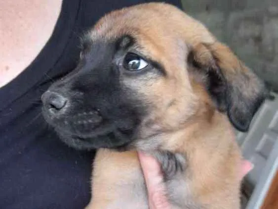 Cachorro ra a Vira-lata idade 2 a 6 meses nome Não escolhido