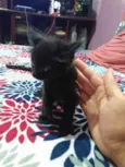 panterinha