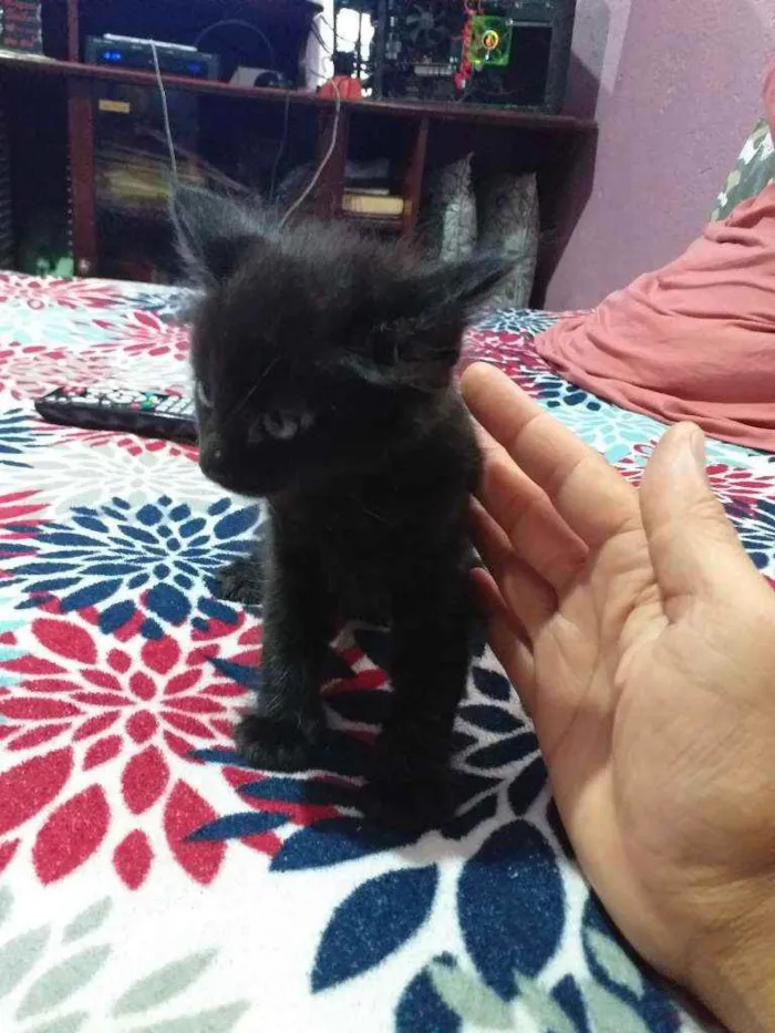 Gato ra a pantera kkk idade 2 a 6 meses nome panterinha