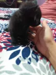 panterinha