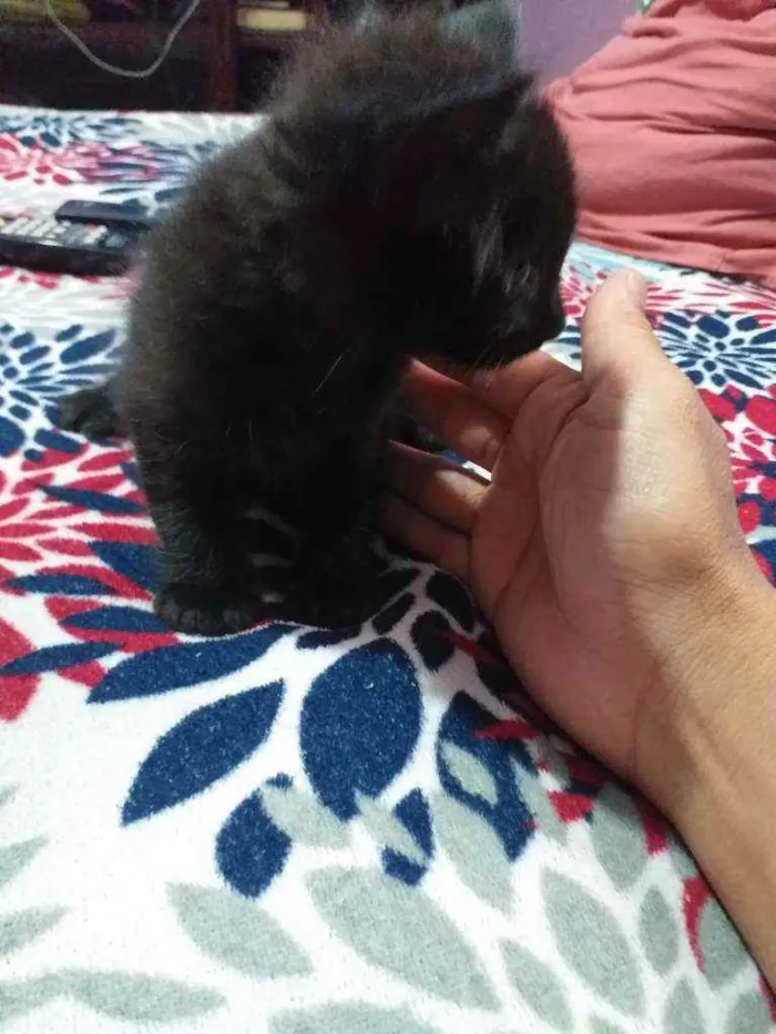 Gato ra a pantera kkk idade 2 a 6 meses nome panterinha