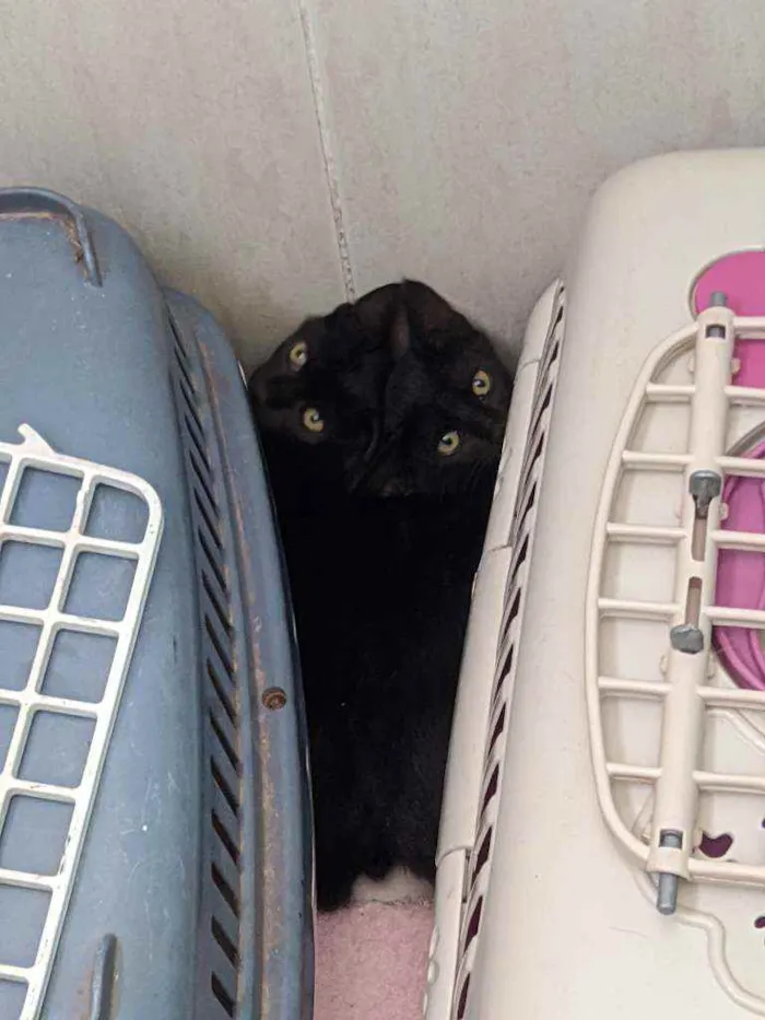 Gato ra a Viralata idade 2 a 6 meses nome Tales e Regina