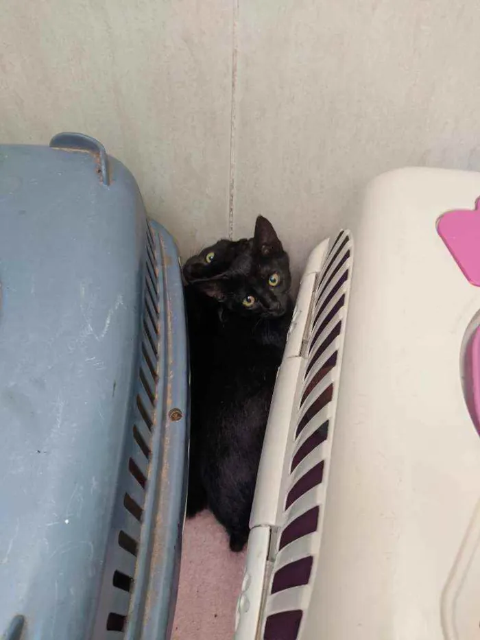 Gato ra a Viralata idade 2 a 6 meses nome Tales e Regina