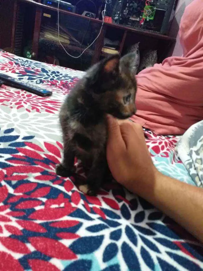 Gato ra a  idade 2 a 6 meses nome tigreza   