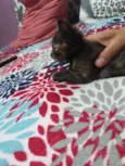 tigreza   