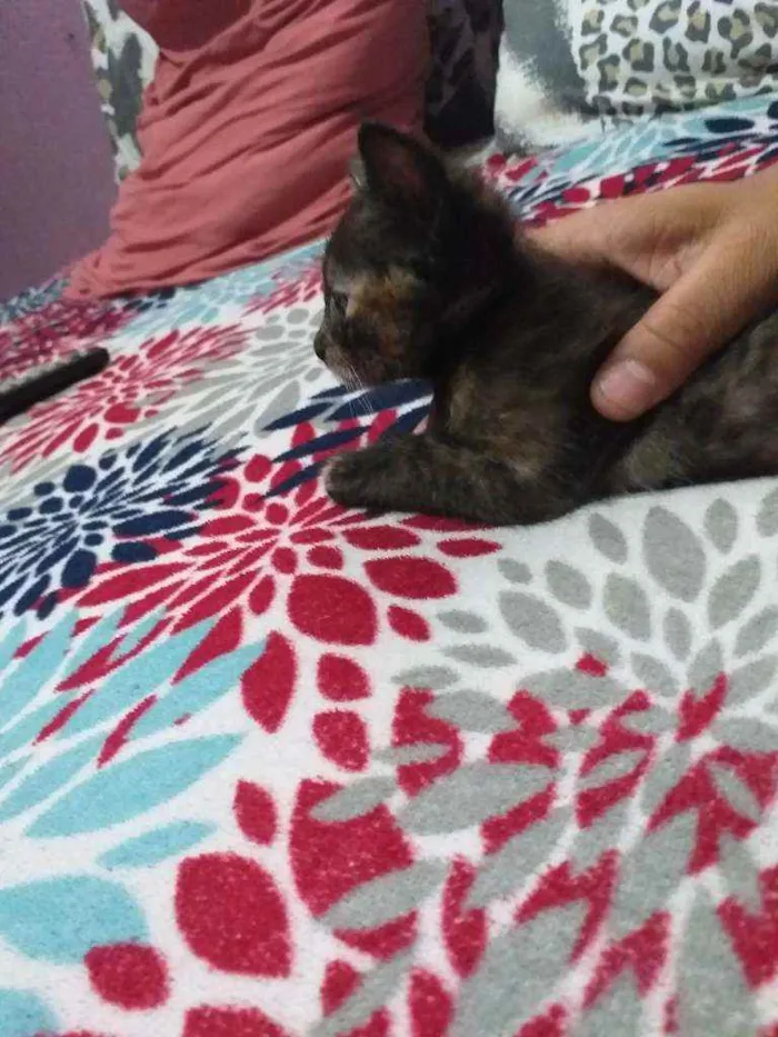 Gato ra a  idade 2 a 6 meses nome tigreza   