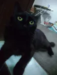 Neguinho
