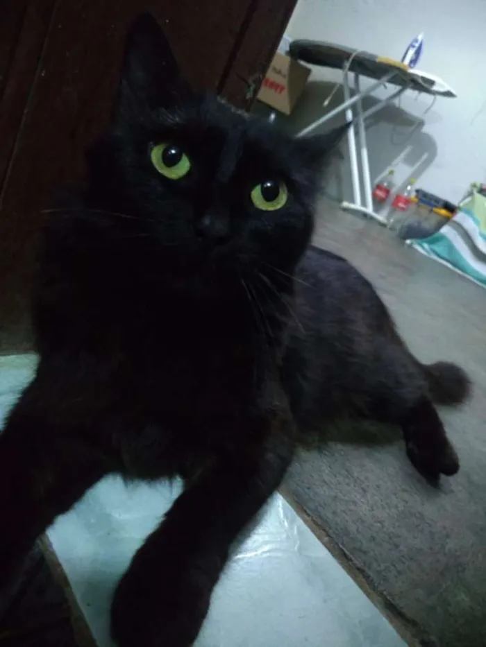 Gato ra a SRD-ViraLata idade 2 anos nome Neguinho