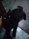Neguinho
