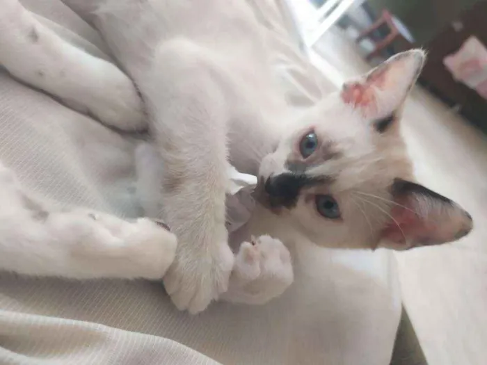 Gato raça SRD-ViraLata idade 2 a 6 meses nome Charlie