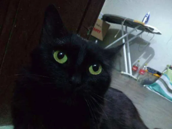 Gato ra a SRD-ViraLata idade 2 anos nome Neguinho
