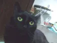 Neguinho