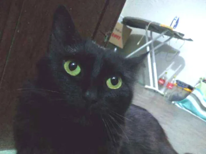 Gato ra a SRD-ViraLata idade 2 anos nome Neguinho