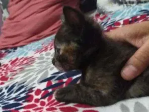 Gato raça  idade 2 a 6 meses nome tigreza   