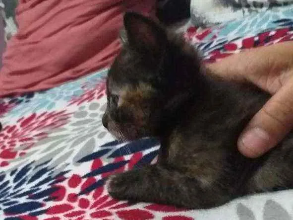 Gato ra a  idade 2 a 6 meses nome tigreza   