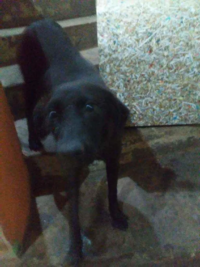 Cachorro ra a Vira lata idade 1 ano nome Meg