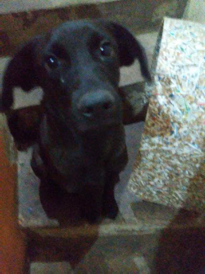 Cachorro ra a Vira lata idade 1 ano nome Meg