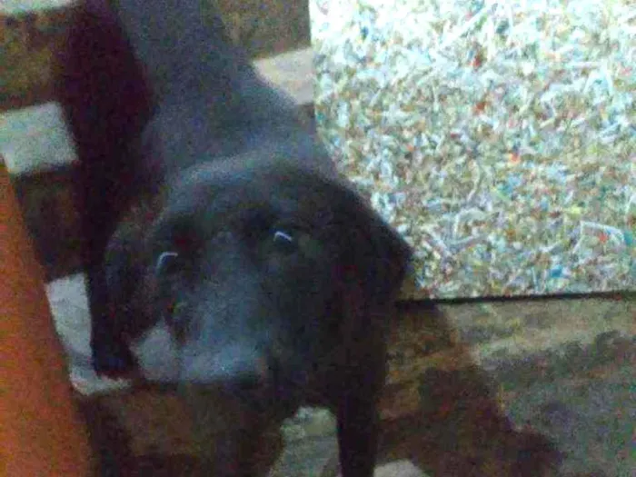 Cachorro ra a Vira lata idade 1 ano nome Meg