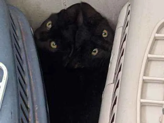 Gato ra a Viralata idade 2 a 6 meses nome Tales e Regina