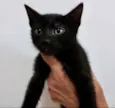 Gato raça Srd idade 2 a 6 meses nome Oreo bebê lindíssimo