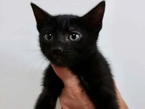Gato raça Srd idade 2 a 6 meses nome Oreo bebê lindíssimo