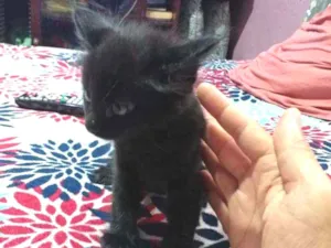 Gato raça pantera kkk idade 2 a 6 meses nome panterinha