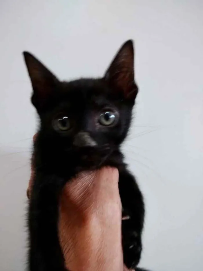 Gato raça Srd idade 2 a 6 meses nome Kitty bb lindíssima 