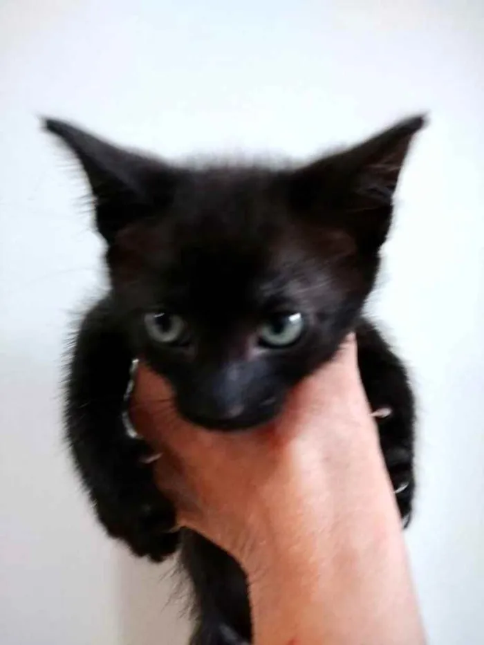 Kitty bb lindíssima 