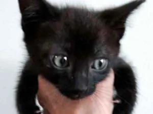 Gato raça Srd idade 2 a 6 meses nome Kitty bb lindíssima 