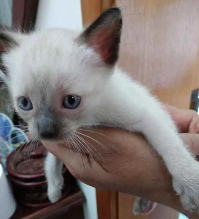 Gato raça Siamesa  idade 2 a 6 meses nome Jasmin bb lindíssima