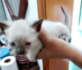 Gato raça Siamesa  idade 2 a 6 meses nome Jasmin bb lindíssima