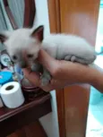 Gato raça Siamesa  idade 2 a 6 meses nome Jasmin bb lindíssima