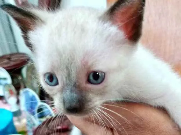 Gato raça Siamesa  idade 2 a 6 meses nome Jasmin bb lindíssima