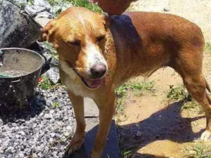Cachorro raça Não sei idade 3 anos nome Amarelinho