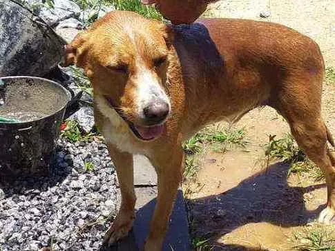 Cachorro ra a Não sei idade 3 anos nome Amarelinho