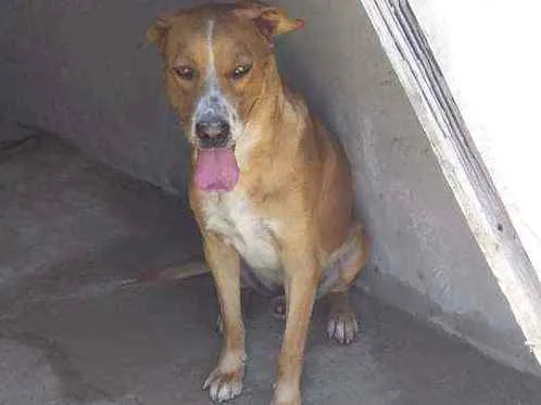 Cachorro ra a Não sei idade 3 anos nome Amarelinho