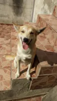 Cachorro raça SRD idade 2 anos nome .....
