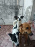 Cachorro raça SRD idade 2 anos nome .....