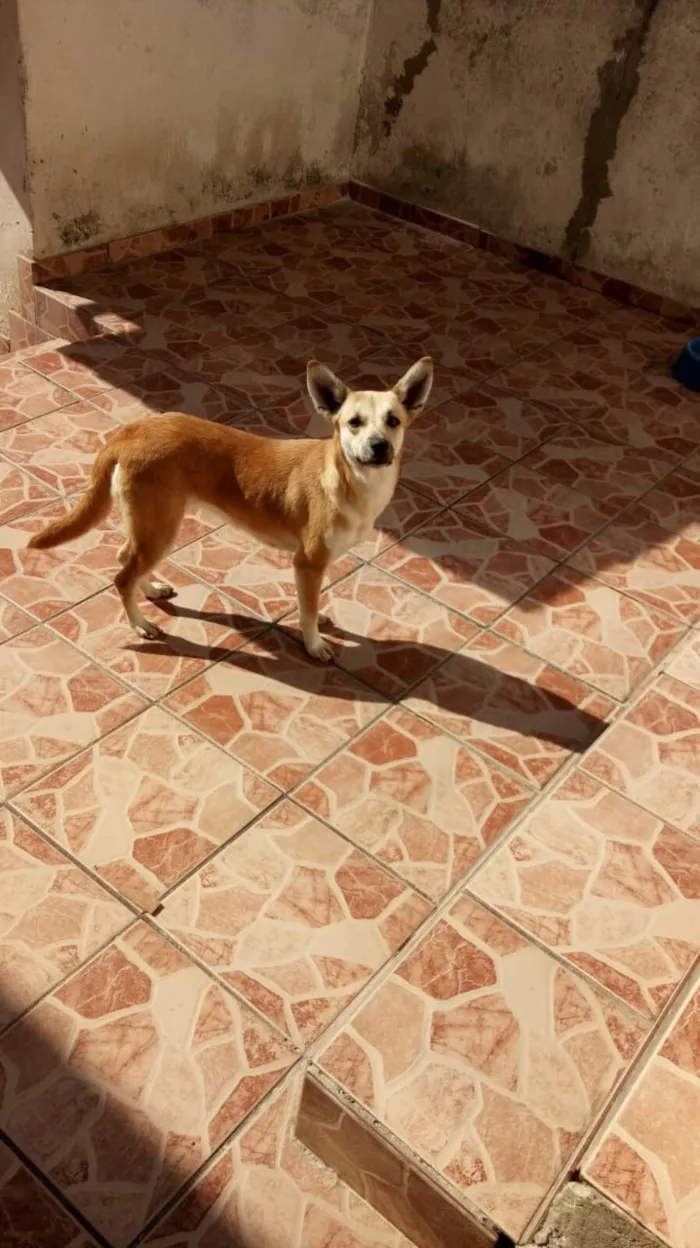 Cachorro raça SRD idade 2 anos nome .....