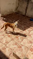 Cachorro raça SRD idade 2 anos nome .....