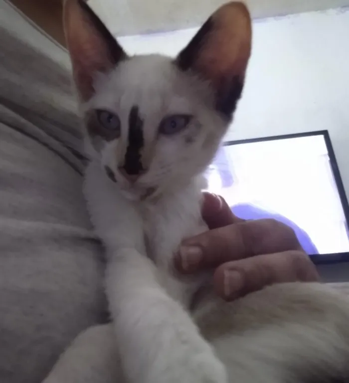 Gato ra a  idade 2 a 6 meses nome Riscado
