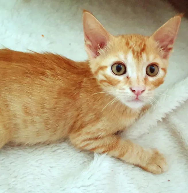 Gato raça SRD-ViraLata idade 2 a 6 meses nome PEDRO LARANJA