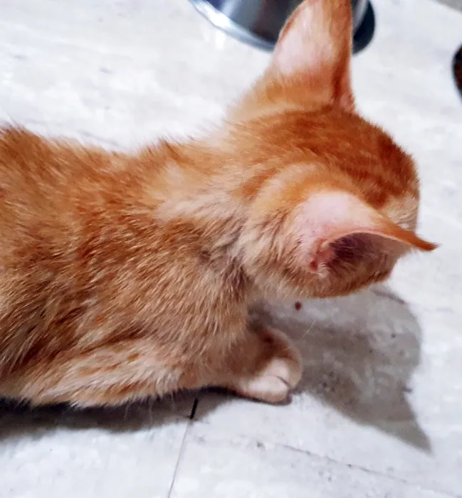 Gato raça SRD-ViraLata idade 2 a 6 meses nome PEDRO LARANJA