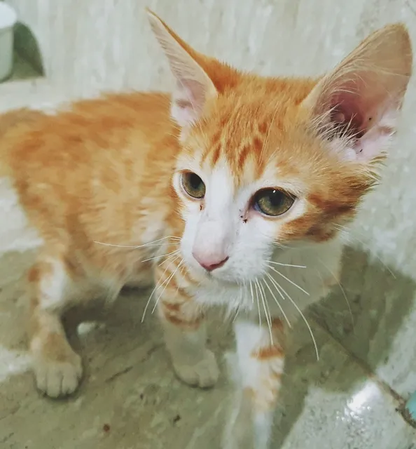 Gato raça SRD idade 2 a 6 meses nome PAULO LARANJA