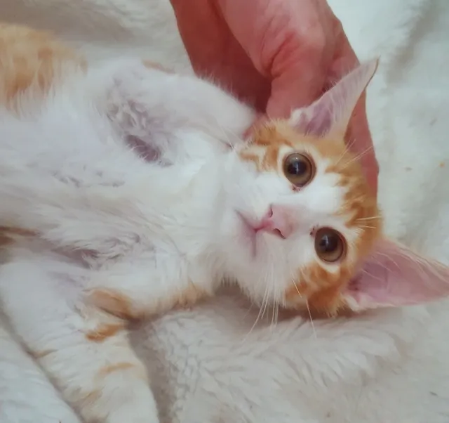 Gato raça SRD idade 2 a 6 meses nome PAULO LARANJA