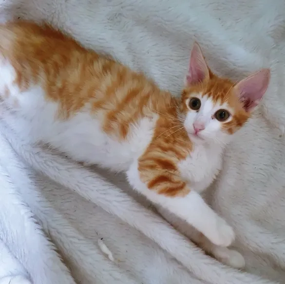 Gato raça SRD idade 2 a 6 meses nome PAULO LARANJA