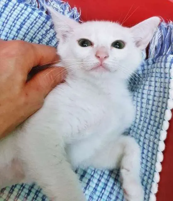 Gato raça SRD-ViraLata idade 2 a 6 meses nome GRACIELA BRANCA